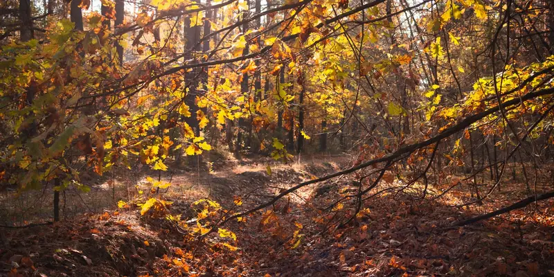 Symbolbild: Herbstwald mit goldenem Laub im Gegenlicht